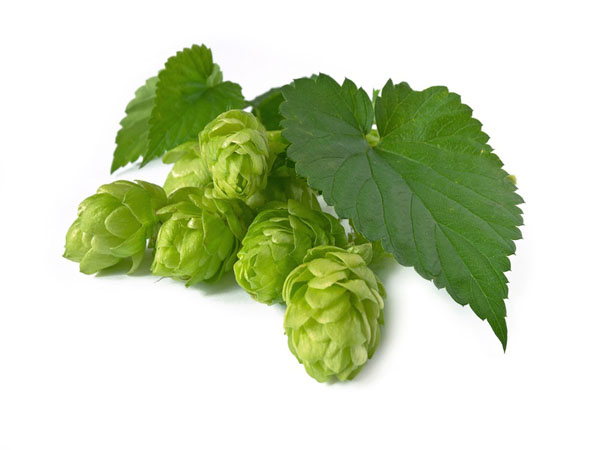 gesundheit hopfen